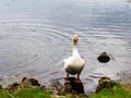 Graylag goose at the waters leg. Western Springs Pond auckland New Zeland Royalty Free Stock Photo