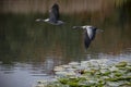 The greylag goose, Anser anser is a species of large goose in the waterfowl family Anatidae and the type species of the genus Royalty Free Stock Photo