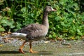 The greylag goose Anser anser is a species of large goose in the waterfowl family Anatidae walking along the shorline in Canada