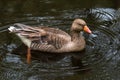 Greylag goose Anser anser swimming in the pond