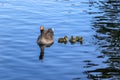 A greylag goose, Anser anser, with three chicks swimming on the blue water of the boating lake in Regent`s Park, London. Royalty Free Stock Photo