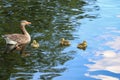 A greylag goose, with three chicks swimming on the blue water of the boating lake in Regent`s Park, London. Royalty Free Stock Photo