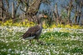 Greylag goose anser anser walking amongst spring time daisy wild flowers Royalty Free Stock Photo