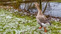 Greylag goose or Anser anser walking on green grass with frozen grass next to a pond Royalty Free Stock Photo