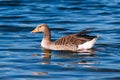 Greylag Goose On Blue Water Royalty Free Stock Photo