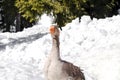 Greylag Goose,Brown duck walking outdoor on snow on rural barnyard in free range poultry eco farm at winter. poultry farming Royalty Free Stock Photo