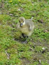 Greylag Goose Chick Royalty Free Stock Photo