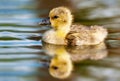 Greylag Goose chick Anser anser Royalty Free Stock Photo