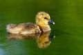 Greylag Goose chick Anser anser Royalty Free Stock Photo