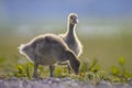 Greylag goose chick, Anser anser, in a meadow Royalty Free Stock Photo