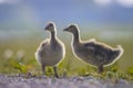 Greylag goose chick, Anser anser, in a meadow Royalty Free Stock Photo