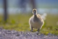 Greylag goose chick, Anser anser, in a meadow Royalty Free Stock Photo