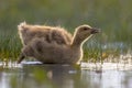 Greylag goose chick entering cold water Royalty Free Stock Photo