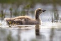 Greylag goose chick swimming in cold water Royalty Free Stock Photo