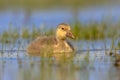 Greylag goose chick swimming in water Royalty Free Stock Photo