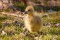 The Greylag goose chick walking on grass Royalty Free Stock Photo