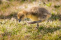 The Greylag goose chick walking on grass and looking for food. 