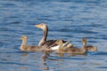 The Greylag goose with chicks swimming in lake. Anser anser Royalty Free Stock Photo