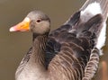 Greylag goose close up