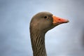 Greylag goose close up of head Royalty Free Stock Photo