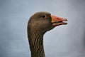 Greylag goose close up of head Royalty Free Stock Photo