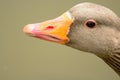 Greylag goose Royalty Free Stock Photo
