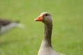 Greylag goose Royalty Free Stock Photo