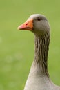 Greylag goose Royalty Free Stock Photo