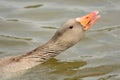 Greylag goose Royalty Free Stock Photo