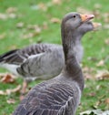 Greylag goose close up shot Royalty Free Stock Photo