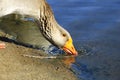 The Greylag goose drinking water Royalty Free Stock Photo