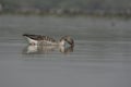 Greylag goose Anser anser drinking water. Royalty Free Stock Photo