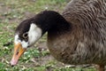 Greylag goose at Duddingston Loch, Scotland