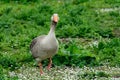 Greylag goose at Duddingston Loch, Scotland