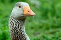 Greylag goose at Duddingston Loch, Scotland