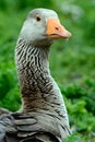 Greylag goose at Duddingston Loch, Scotland