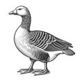 Greylag Goose engraving sketch vector illustration