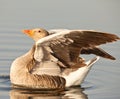 A Greylag Goose in the evening sun