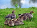 Greylag Goose family Royalty Free Stock Photo