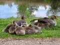 Greylag Goose family
