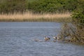 Greylag goose family -Anser anser- in the distance Royalty Free Stock Photo