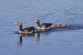 Greylag goose family Anser anser with goslings swimming in a blue pond Royalty Free Stock Photo