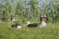 Greylag goose family Anser anser resting calmly by the lake Royalty Free Stock Photo