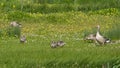 Greylag goose family in the marsh