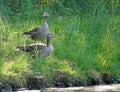 Alarmed greylag goose family Royalty Free Stock Photo