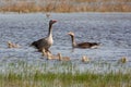 Greylag goose family swimming in lake during the summer. Royalty Free Stock Photo