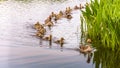 Greylag goose family swims in the water Royalty Free Stock Photo