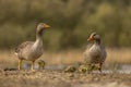 Greylag goose Family Royalty Free Stock Photo