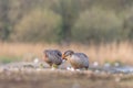 Greylag goose Family Royalty Free Stock Photo