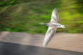 Greylag goose in fast flying speed Royalty Free Stock Photo
